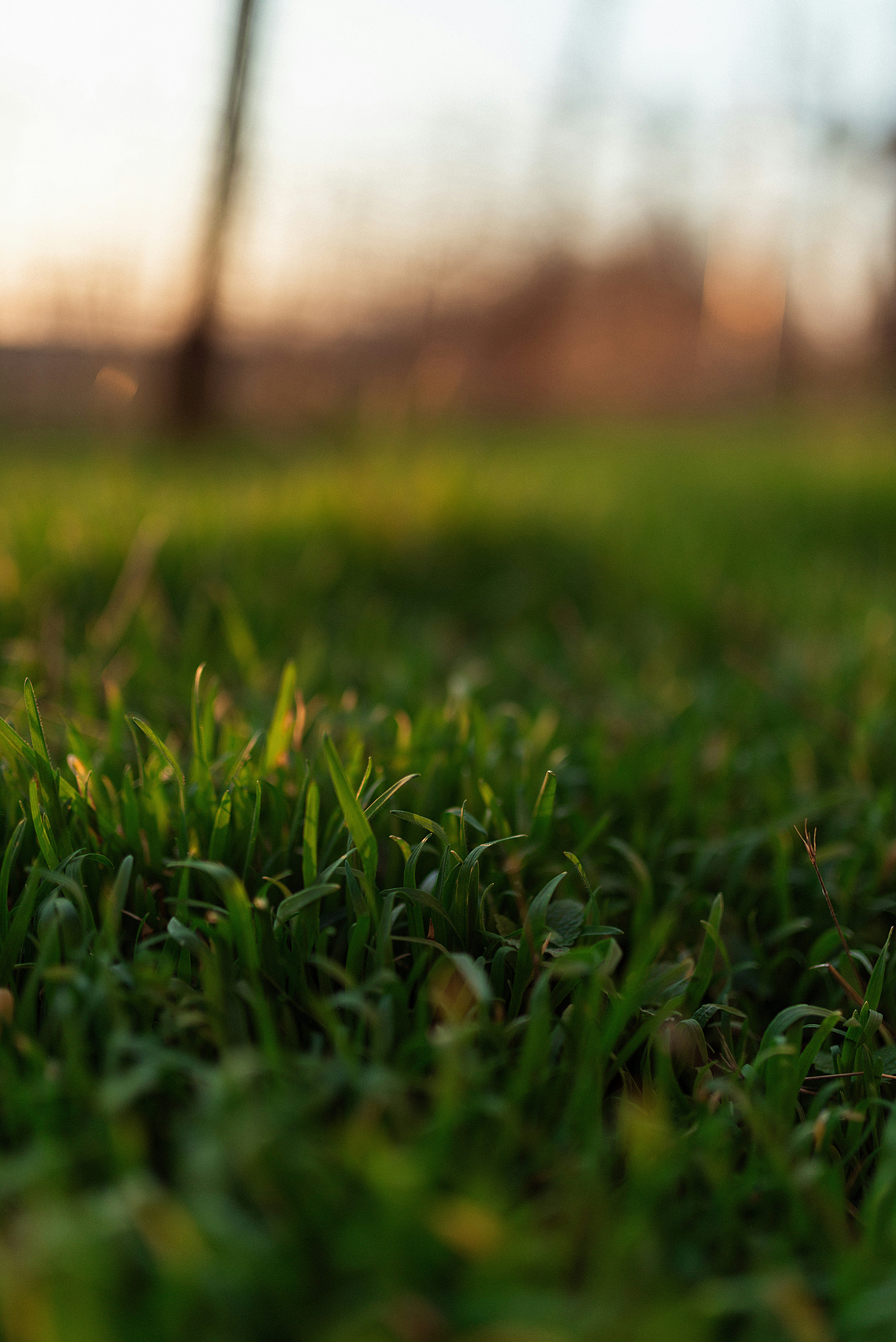 Césped artificial Natural Line — aspecto natural bicolor para terrazas y patios en Alicante